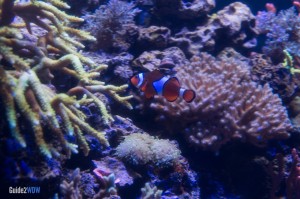 Clown Fish - The Seas with Nemo and Friends - Epcot Attraction