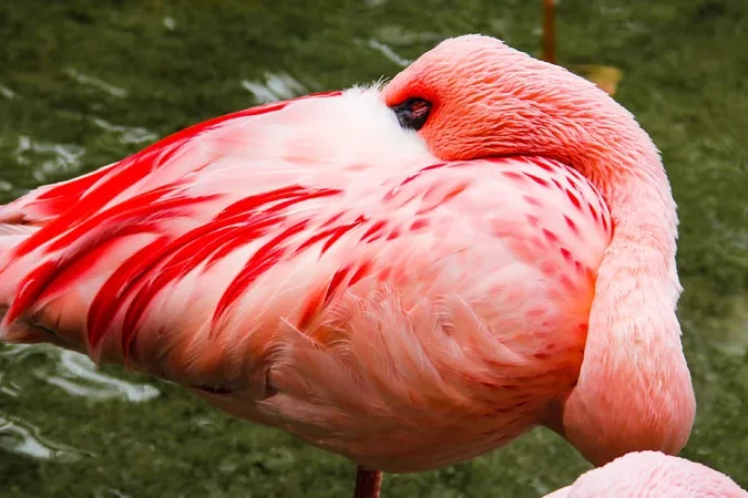 Flamingo - Discovery Island Trails - Animal Kingdom
