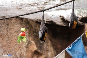 Bats - Maharajah Jungle Trek - Animal Kingdom Attraction