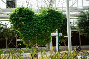 Mickey Shaped Plant - Living with the Land - Walt Disney World