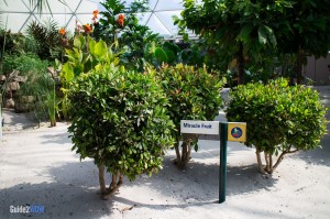 Miracle Fruit - Living with the Land - Walt Disney World
