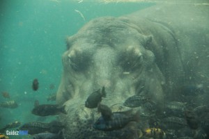 Hippo Underwater - Pangani Forest Exploration Trail - Animal Kingdom Attraction