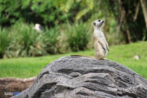 Meerkat - Pangani Forest Exploration Trail - Animal Kingdom Attraction