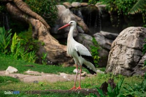 Stork - Discovery Island Trails - Animal Kingdom Attraction
