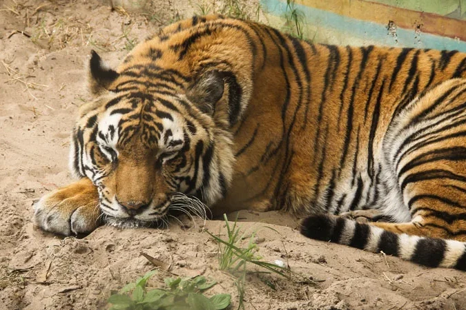 Tiger - Maharajah Jungle Trek - Animal Kingdom