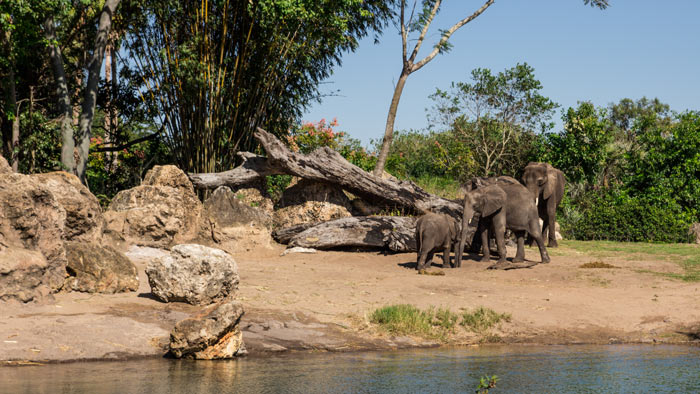 Kilimanjaro Safaris Ride