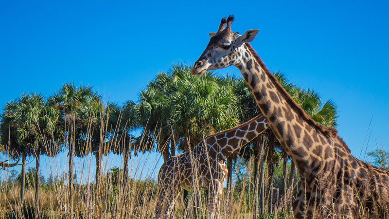 Animal Kingdom - Kilimanjaro Safaris