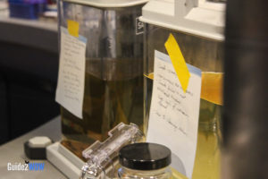 Flight of Passage Queue - Pandora - The World of Avatar Preview - Disney's Animal Kingdom