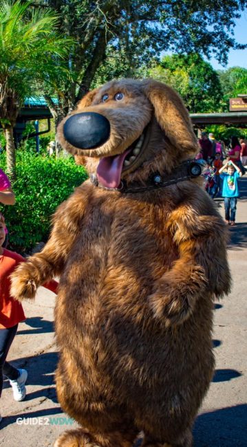 Dug from Up - Animal Kingdom Character Meet and Greet