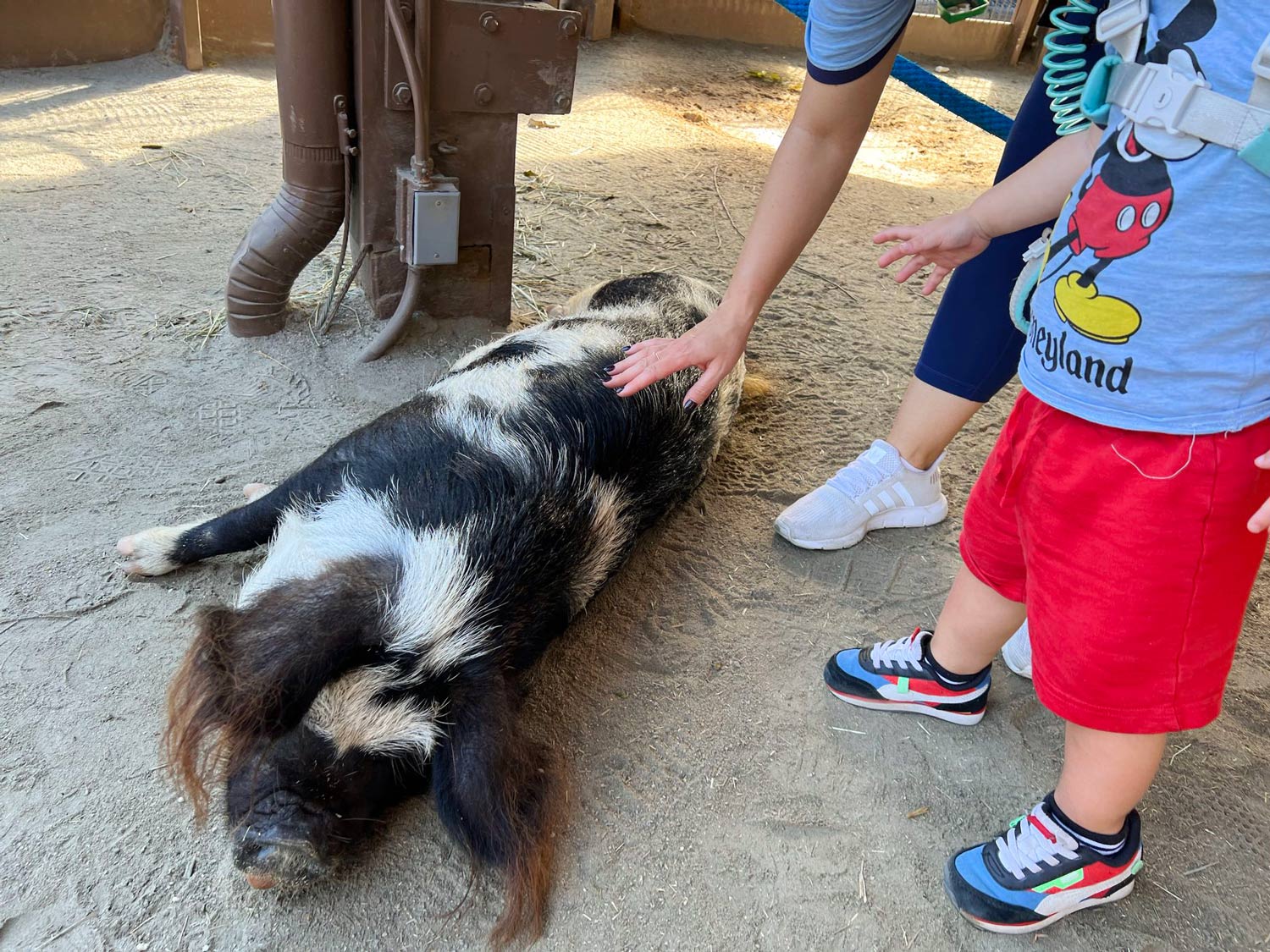Affection Section - Petting Zoo at Animal Kingdom for Toddlers